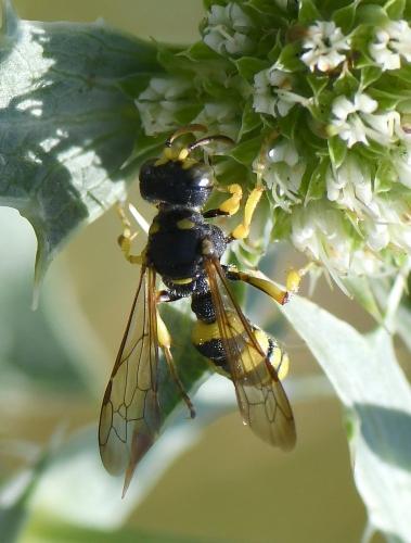 Cerceris sabulosa